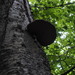 Betula maximowicziana - Photo (c) harum.koh,  זכויות יוצרים חלקיות (CC BY-NC-SA), הועלה על ידי harum.koh