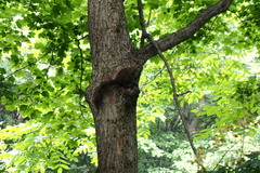 Sciurus vulgaris orientis