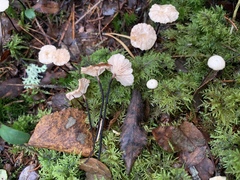 Paragymnopus perforans