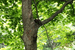 Sciurus vulgaris orientis