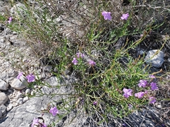 Bouchea linifolia