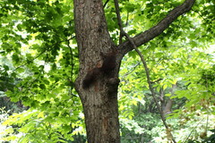 Sciurus vulgaris orientis