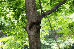 Sciurus vulgaris orientis