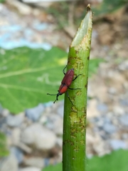 Rhodobaenus sanguineus