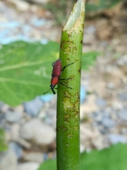 Rhodobaenus sanguineus