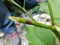 Rhodobaenus sanguineus