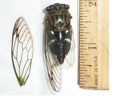 Neotibicen latifasciatus