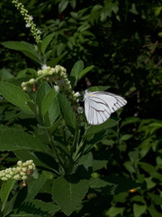 Appias libythea olferna
