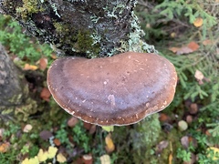 Fomitopsis betulina