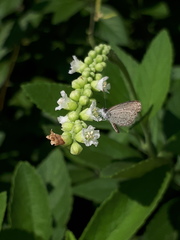 Zizula hylax pygmaea