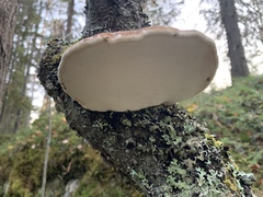Fomitopsis betulina