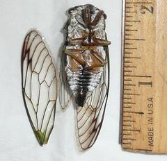 Neotibicen latifasciatus