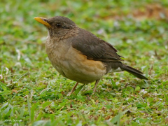 Turdus pelios saturatus