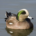 American Wigeon - Photo (c) Rick Leche, some rights reserved (CC BY-NC-ND)