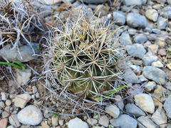 Ancistrocactus tobuschii