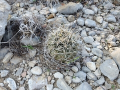 Ancistrocactus tobuschii