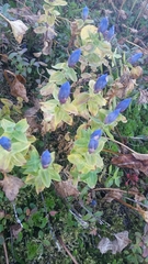 Gentiana platypetala