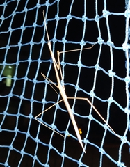 Schizocephala bicornis