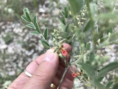 Indigofera lindheimeriana