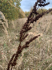 Rumex confertus