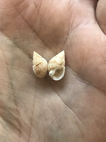 Nassarius crematus observed 2004-12-25