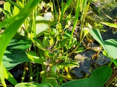 Shinnersia rivularis