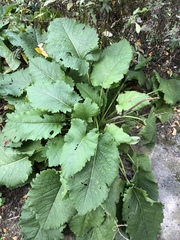 Inula magnifica