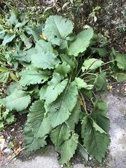 Inula magnifica
