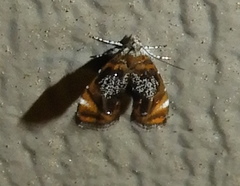 Prochoreutis inflatella