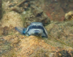 Sicyopterus longifilis