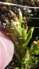 Gentianella propinqua