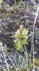 Gentianella propinqua