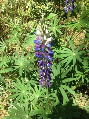 Lupinus elegans