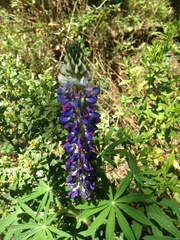 Lupinus elegans