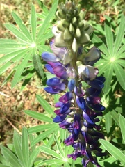 Lupinus elegans