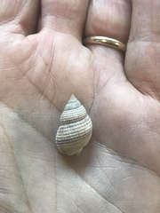 Nassarius perpinguis