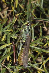 Chorthippus binotatus