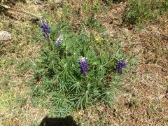 Lupinus elegans