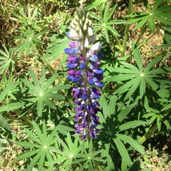 Lupinus elegans