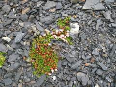 Phedimus stevenianus