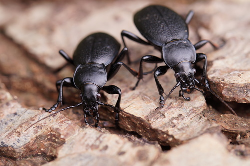 Carabus coriaceus