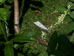 Appias libythea olferna