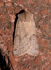 Richia chortalis