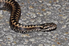 Vipera seoanei