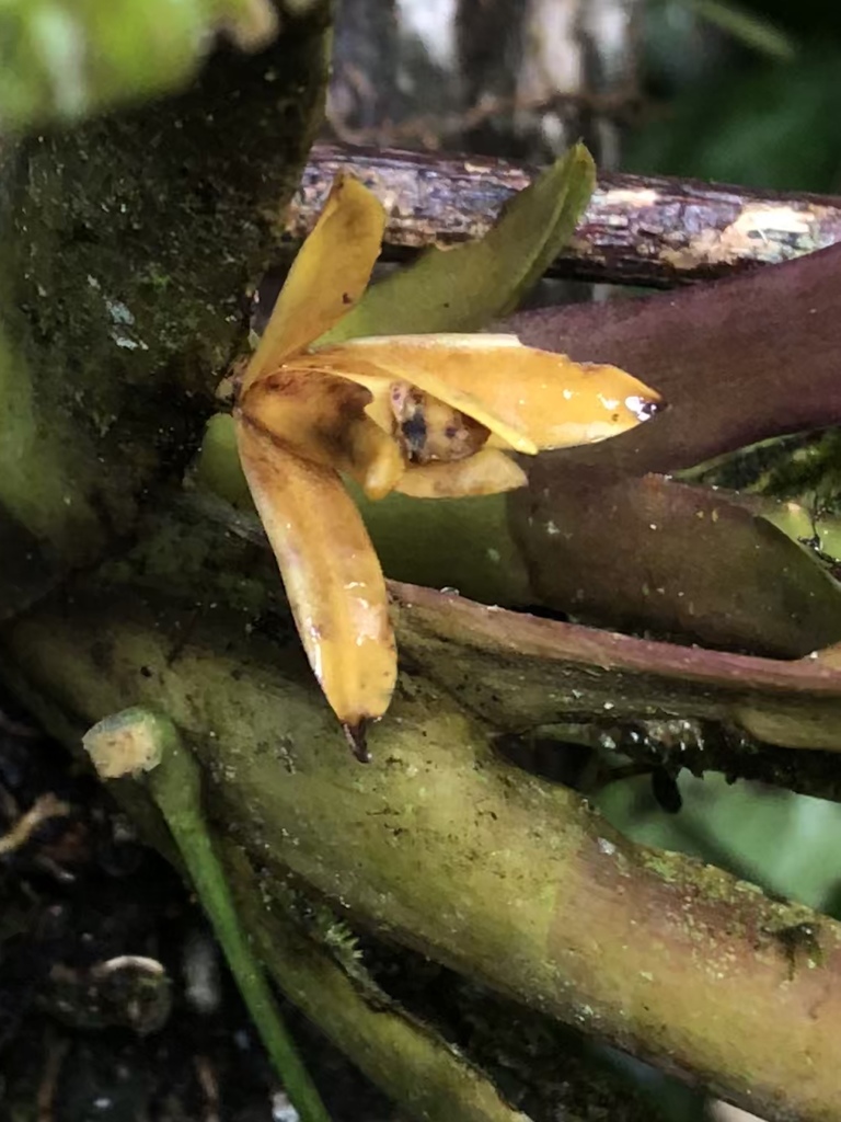 Maxillaria discolor