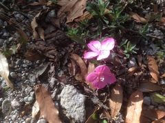 Oenothera deserticola
