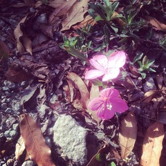 Oenothera deserticola