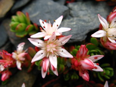 Phedimus stevenianus