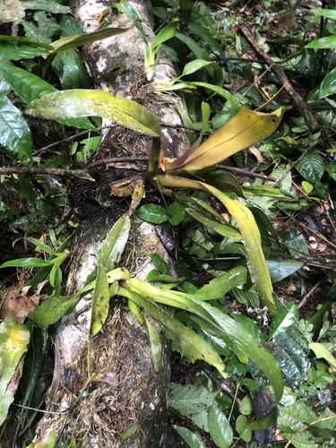 Maxillaria discolor, photograph 5
