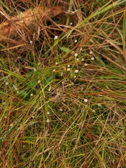 Lachnocaulon digynum